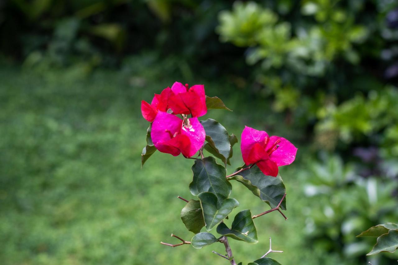 Hostel Bouganvilia Bed And Breakfast ซานรามอน ภายนอก รูปภาพ
